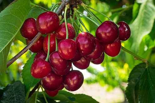 International Fruit Genetics (IFG®) is one of the world's largest fruit-breeding operations. IFG® was established in 2001 by several of the most prominent names in the California grape industry. Under the direction of renowned fruit geneticist Dr. David Cain, IFG has spent the past years focusing on creating table grape and cherry varieties to fill unmet consumer demands. 