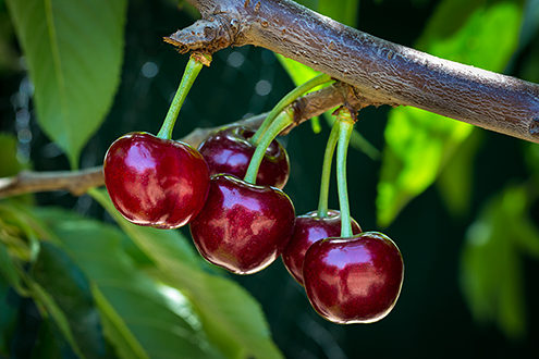 International Fruit Genetics (IFG®) is one of the world's largest fruit-breeding operations. IFG® was established in 2001 by several of the most prominent names in the California grape industry. Under the direction of renowned fruit geneticist Dr. David Cain, IFG has spent the past years focusing on creating table grape and cherry varieties to fill unmet consumer demands. 