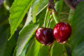 Genetically designed cherries on exhibit in IFG’s demonstration orchard where buyers from around the world come to view, taste and shop.
