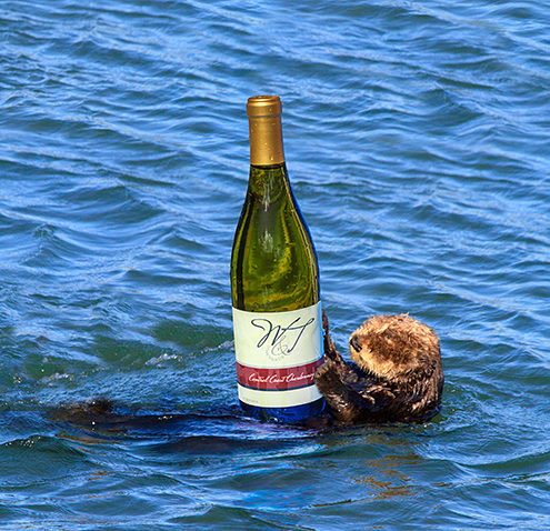 A Moss Landing otter swims along with a bottle of Chardonnay. This was a tricky composite because of the reflections and transparency with the bottle. A poster-size photo of the otter was uswd as the backdrop for the bottle, the the photo of the bottle was cutout and placed in the otter’s hands. 