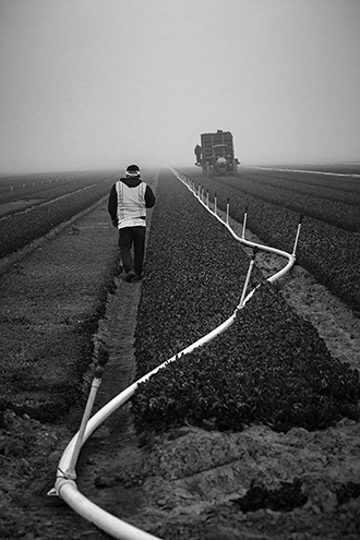 Assignment: Capture the full Duncan Farms operation from lettuce fields at sunrise to the trucks leaving for market in the afternoon. 