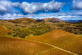 Aerial drone photo of auntumn colored vineyard rows set against Pinnacles National Park with puffy clouds acattered across a blue sky.