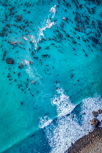 Drone aerial of Pacific Grove Marine Gardens. 