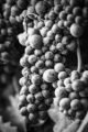 Black and white photo of Monterey County Pinot Noir grapes ready to harvest.