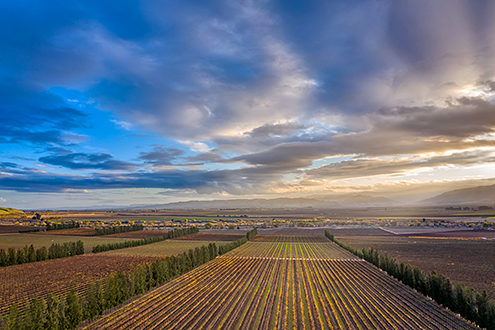 Aerial photo of Scheid’s Riverview Chardonnay and Pinot Noir Vineyard at sunset. 