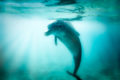 Dolphin underwater smiling at camera with light beams all around the light blue water.