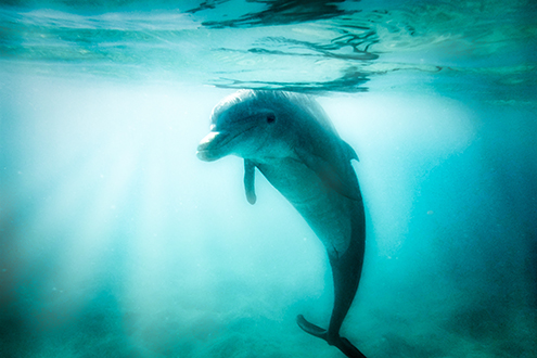 Dolphin underwater smiling at camera with light beams all around the light blue water.