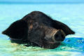 A pig with a black head swims in tropical ocean water.