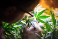 Cannabis grower taking a close look at a cannabis plant.