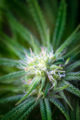 Close-up photo of cannabis flower almost ready to harvest.