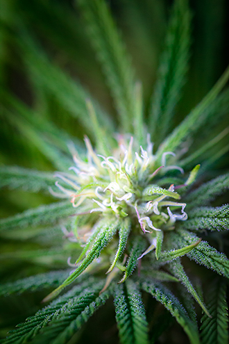 Outdoor grown cannabis sativa hybrid. 