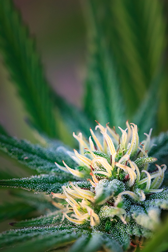 Outdoor grown cannabis sativa hybrid. 