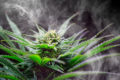 Close-up photo of cannabis flower ready to harvest surrounded by wafting white smoke..