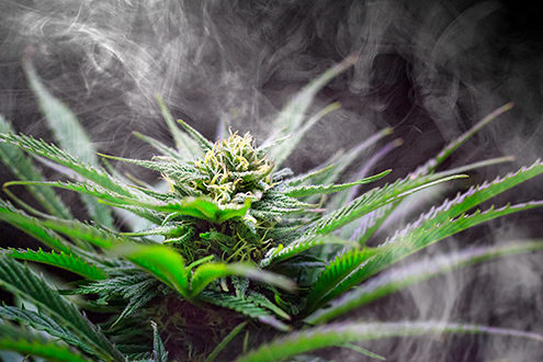 The crown cola of a cannabis plant shot in an outdoor garden with studio lights at night with a second photo of smoke superimposed. 
