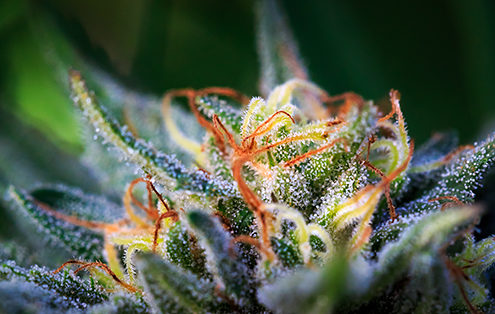 Outdoor grown cannabis sativa hybrid Lucid Blue. 