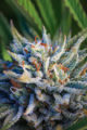 Close-up photo of cannabis flower ready to harvest.