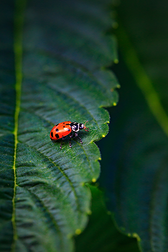 Ladybugs eat cannabis garden pests and are part of sustainable farming. 