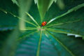 Ladybug on cannabis leaf.