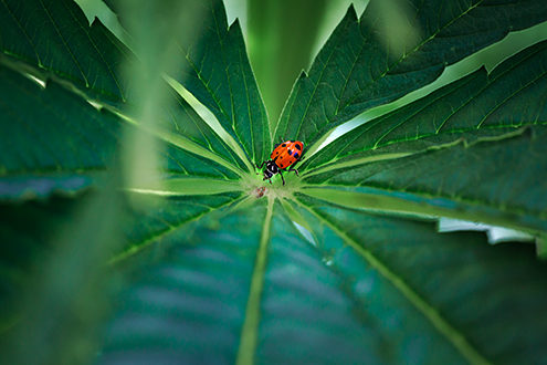 Ladybugs eat cannabis garden pests and are part of sustainable farming. 