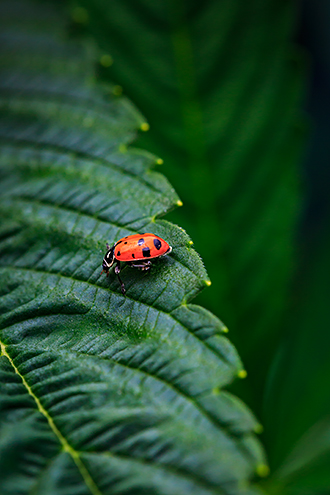 Ladybugs eat cannabis garden pests and are part of sustainable farming. 