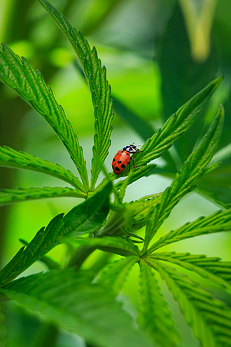 Ladybugs eat cannabis garden pests and are part of sustainable farming. 