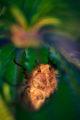 Fuzzt brown beetle inside a cannabis flower.