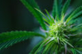 Close-up photo of cannabis flower still growing.