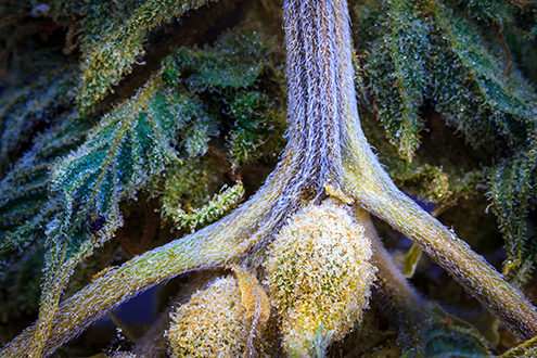 Near-microscopic close-up of a cannabis flower, seed pods and stem. 