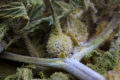 Extreme close-up of cannabis flower with surreal character inside.