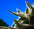 Close-up photo of cannabis flower ready to harvest.