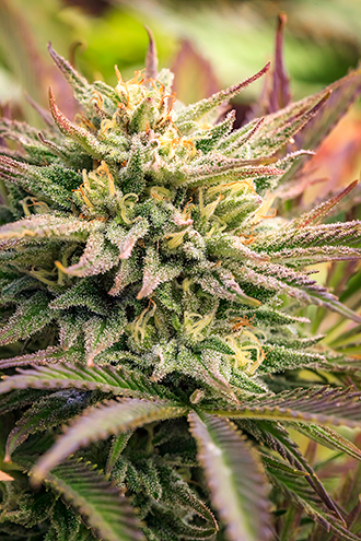 Outdoor grown cannabis indica hybrid. 