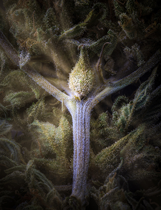 Podhead, a character in a photo novella about cannabis. Near microscopic detail of a fulled dried and cured bud with seed pod and stem. 