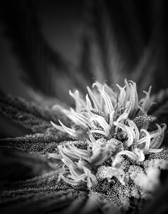 Outdoor grown cannabis indica hybrid. 