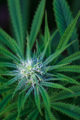 Close-up photo of cannabis flower almost ready to harvest.