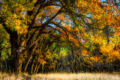 Super dreamy autumn-colored photo of a black oak forest in Northern California.