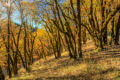 Dreamy autumn-colored photo of a black oak forest in Northern California.