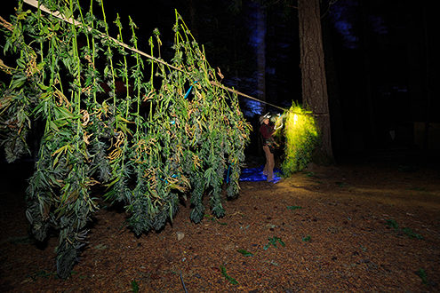 Weighing the harvested cannabis plants before drying before dawn’s early light. 
