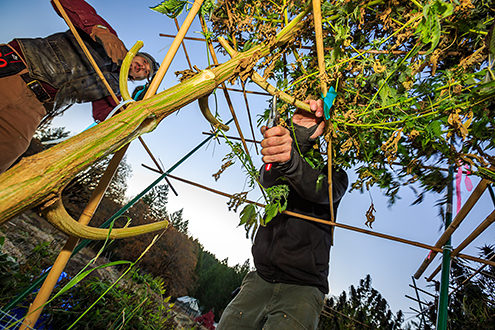 Cannabis plants being harvested before sunrise. 