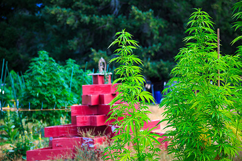 Cannabis garden growing in the summer sun. 