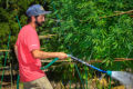 Cannabis farmer watering his garden.