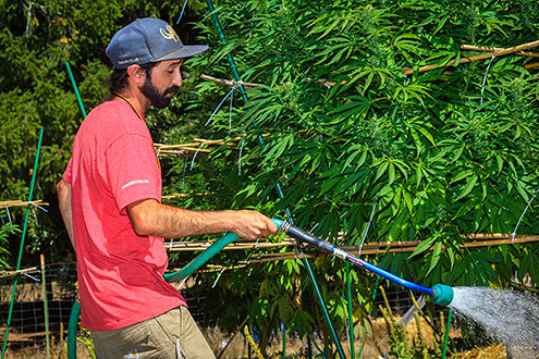 Cannabis farmer watering his garden. 