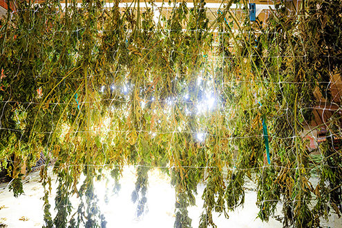 Cannabis plants hung upside down to dry. 
