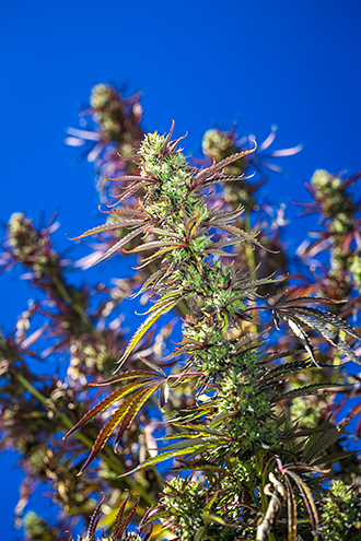 Cannabis colas just before harvest against a deep blue sky. 