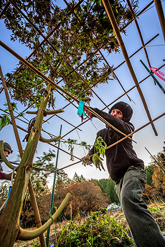 Cannabis plants being harvested before sunrise. 