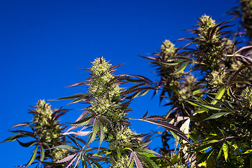 Cannabis colas just before harvest against a deep blue sky. 