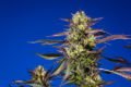 Purple cannabis colas ready for harvest jut up into a deep blue sky.
