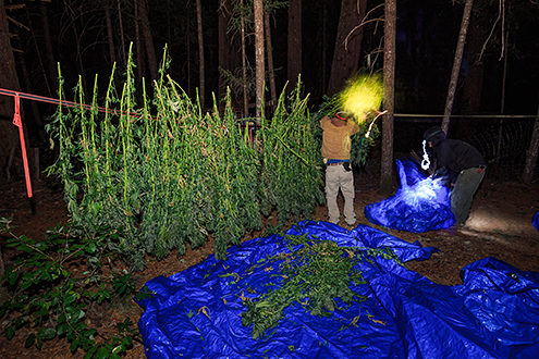 Weighing the harvested cannabis plants before drying before dawn’s early light. 