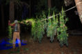 Just harvested cannabis plants hanging upside down in the dark.