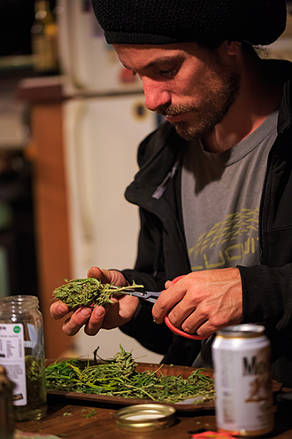 Trimming the dried cannabis buds can go late into the night. 