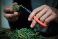 Close-up of scissors trimming a cannabis bud.
